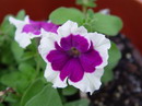 petunias